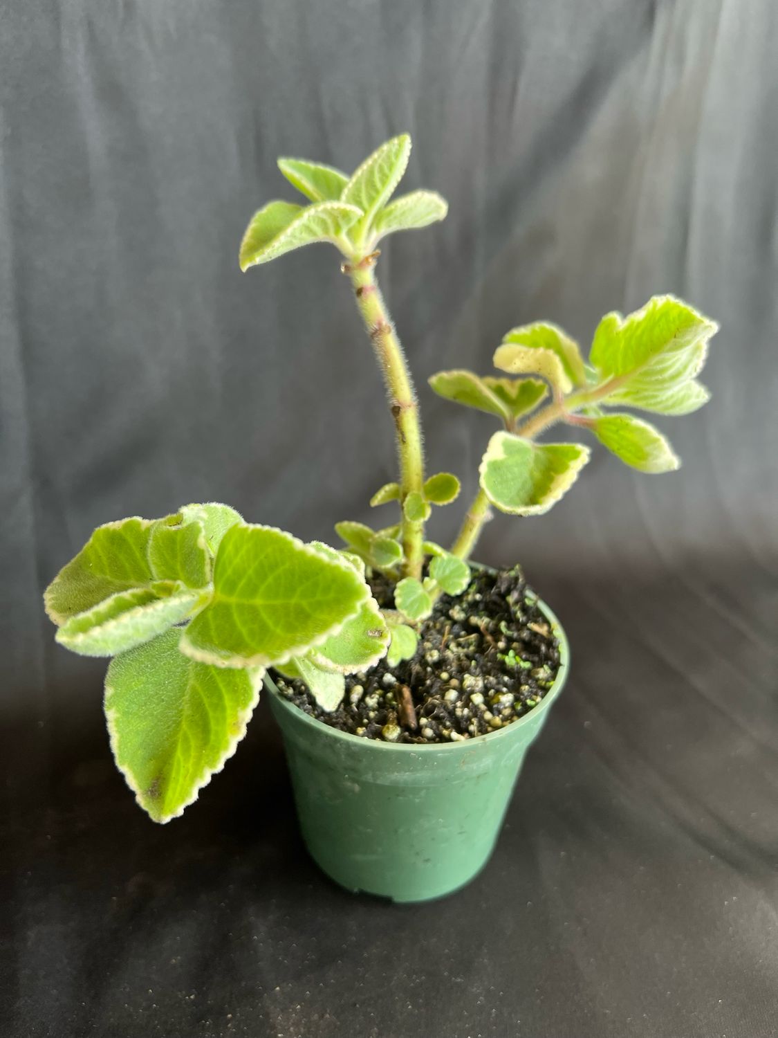Oregano - Cuban, Variegated (Plectranthus amboinicus) 4&quot;