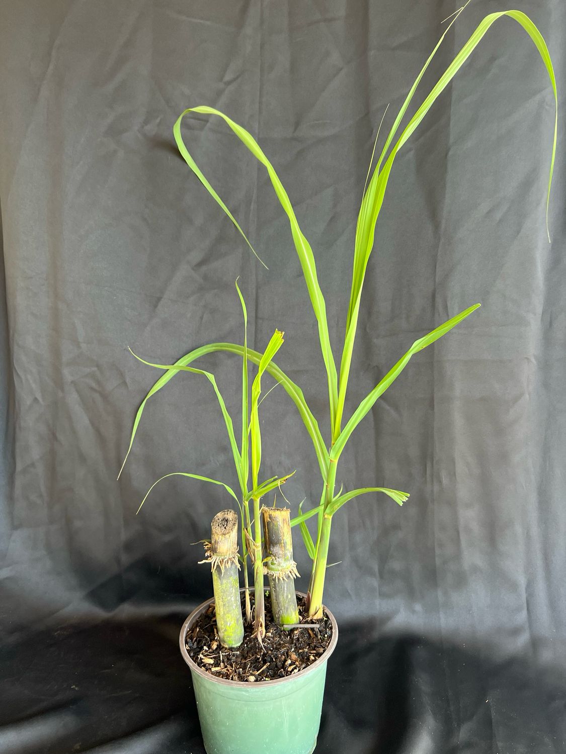 Sugarcane (Saccharum officinarum) 2G