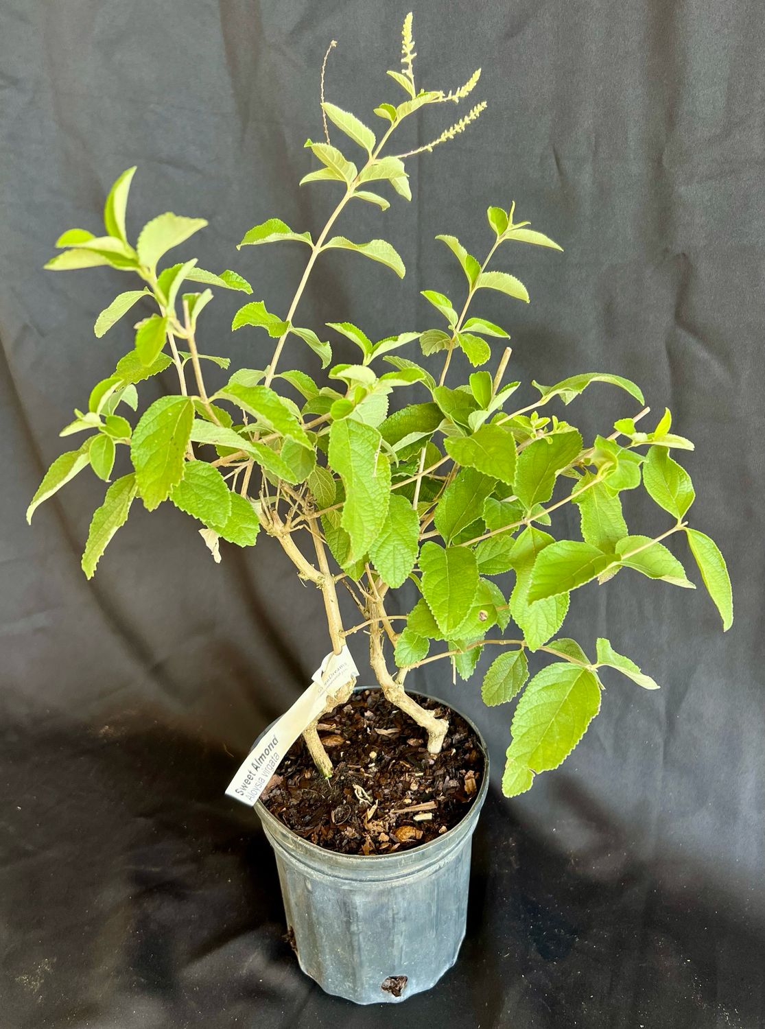 Sweet Almond - Standard (Aloysia virgata) 1Gal