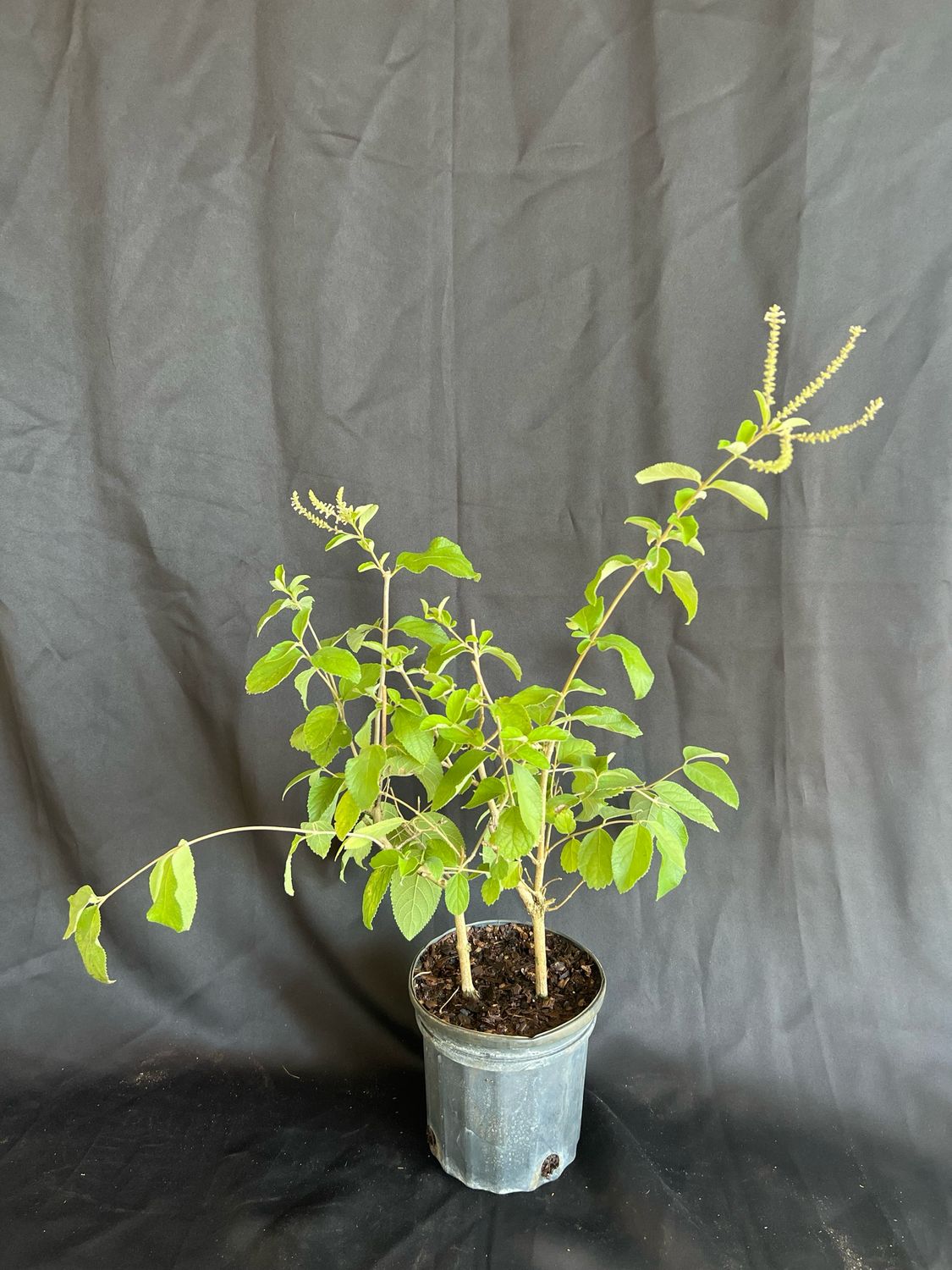 Sweet Almond - Dwarf (Aloysia virgata) 1G