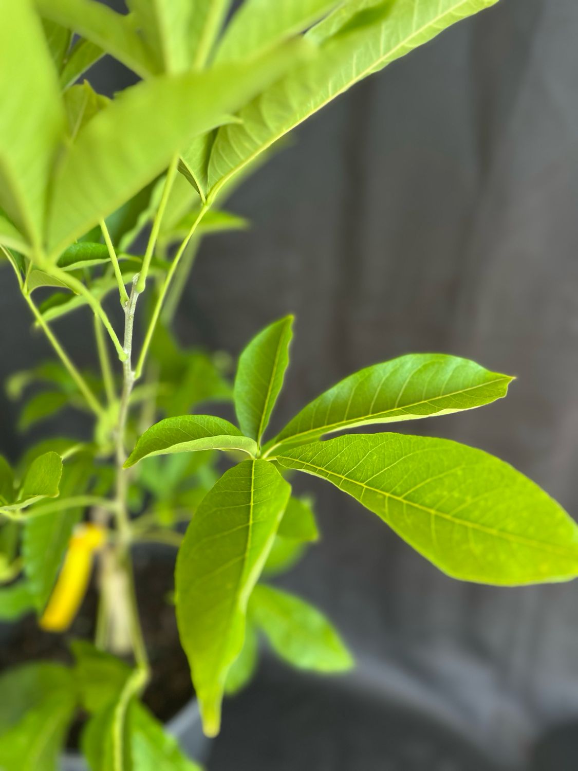 White Sapote - Redlands (Casimiroa edulis) - 3 Gal