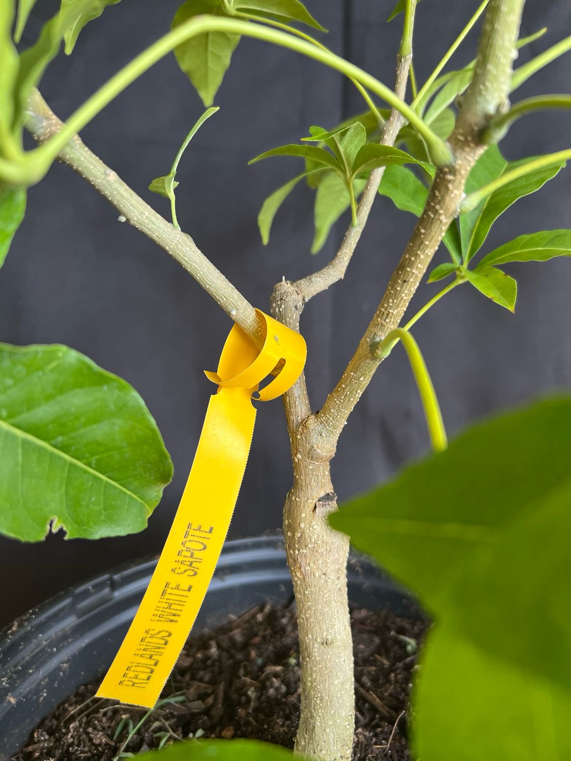 White Sapote - Redlands (Casimiroa edulis) - 3 Gal