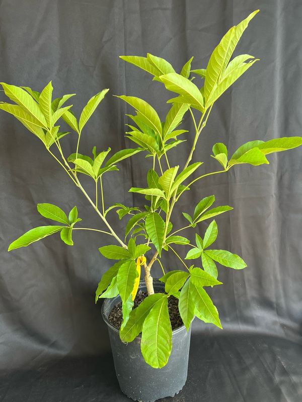 White Sapote - Redlands (Casimiroa edulis) - 3 Gal