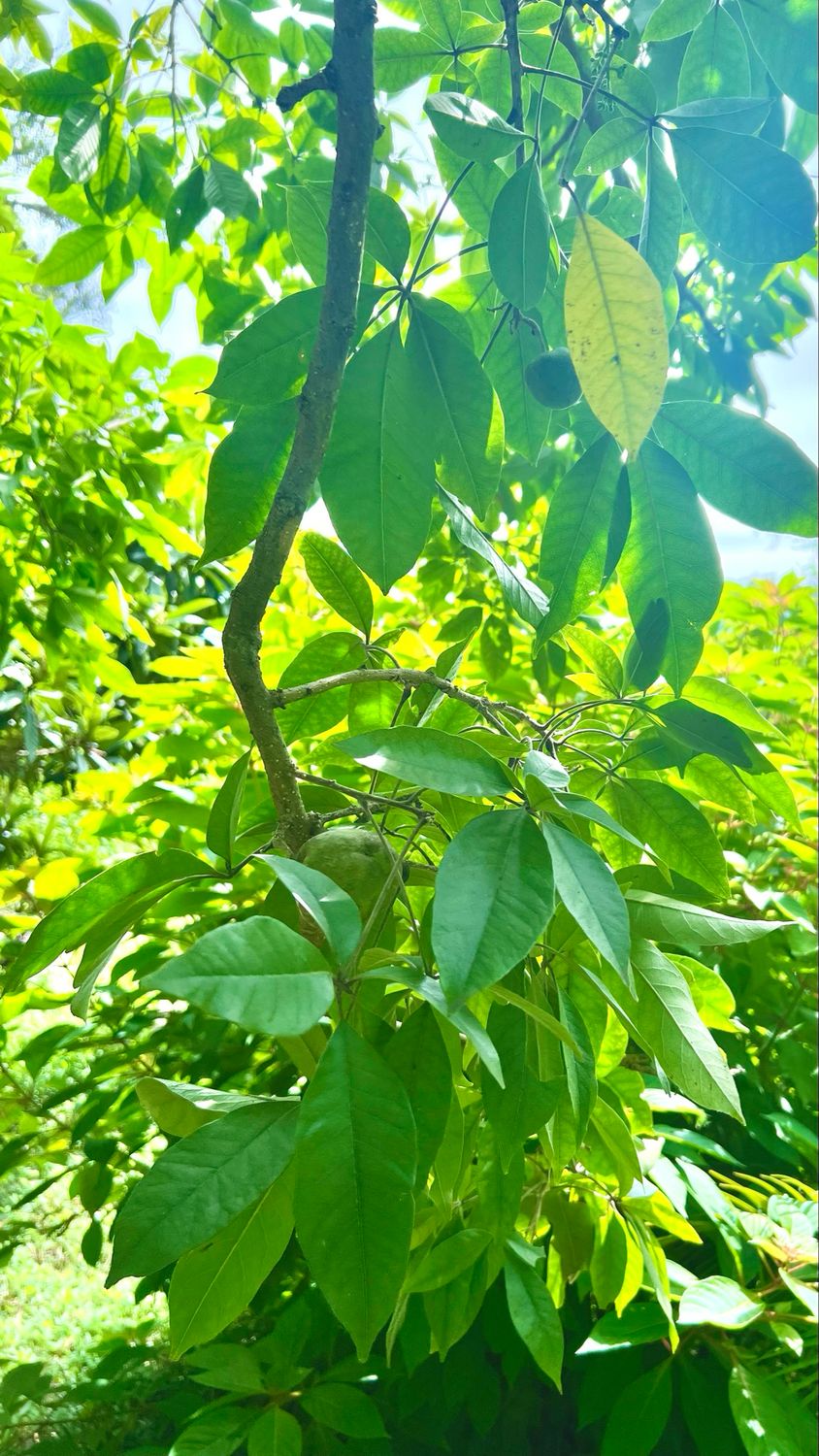 White Sapote - Redlands (Casimiroa edulis) - 3 Gal