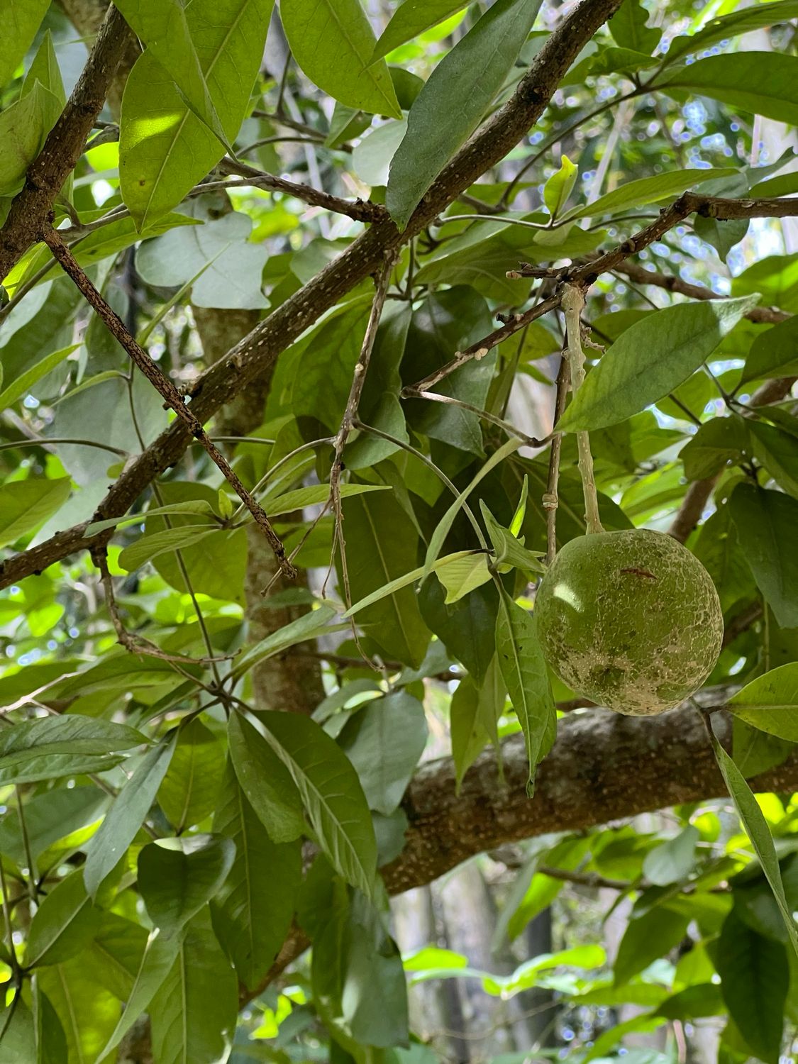 White Sapote - Redlands (Casimiroa edulis) - 3 Gal