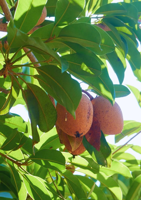 Sapodilla - Alano (Manilkara zapota ‘Alano’) – 3 Gallon