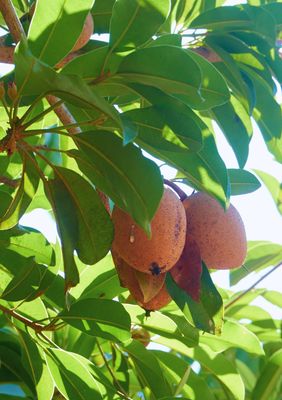 Sapodilla - Alano (Manilkara zapota ‘Alano’) – 3 Gallon