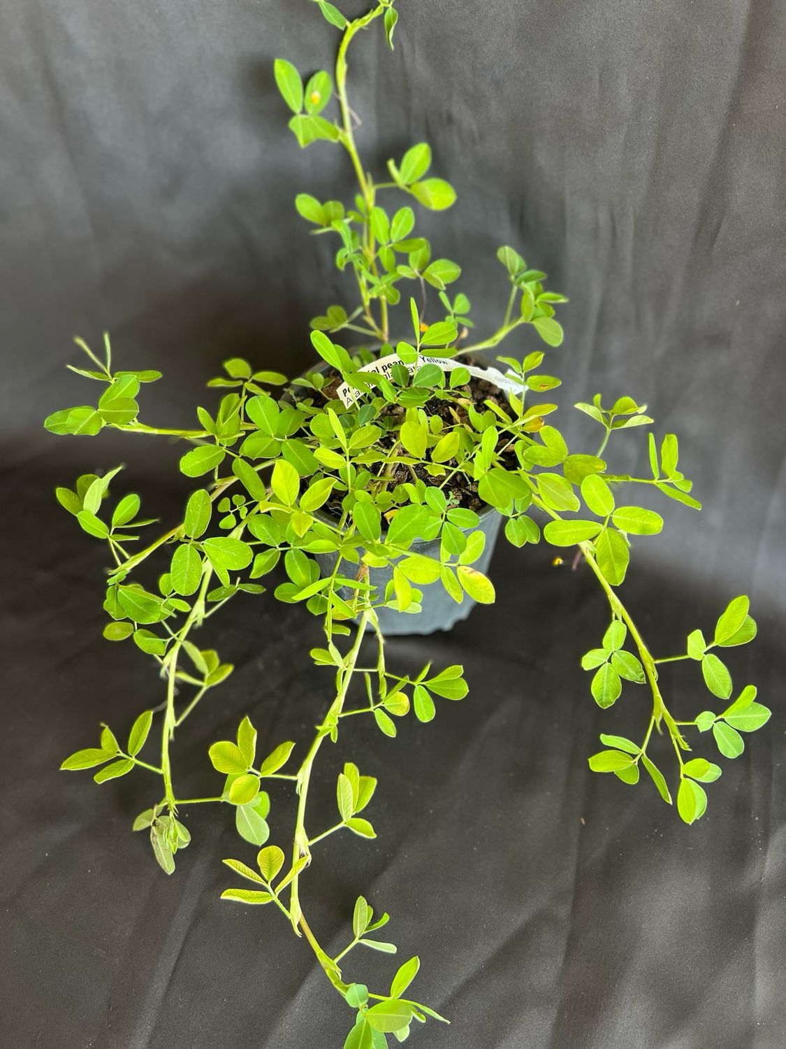 Perennial Peanut - Yellow (Arachis glabrata) 1G