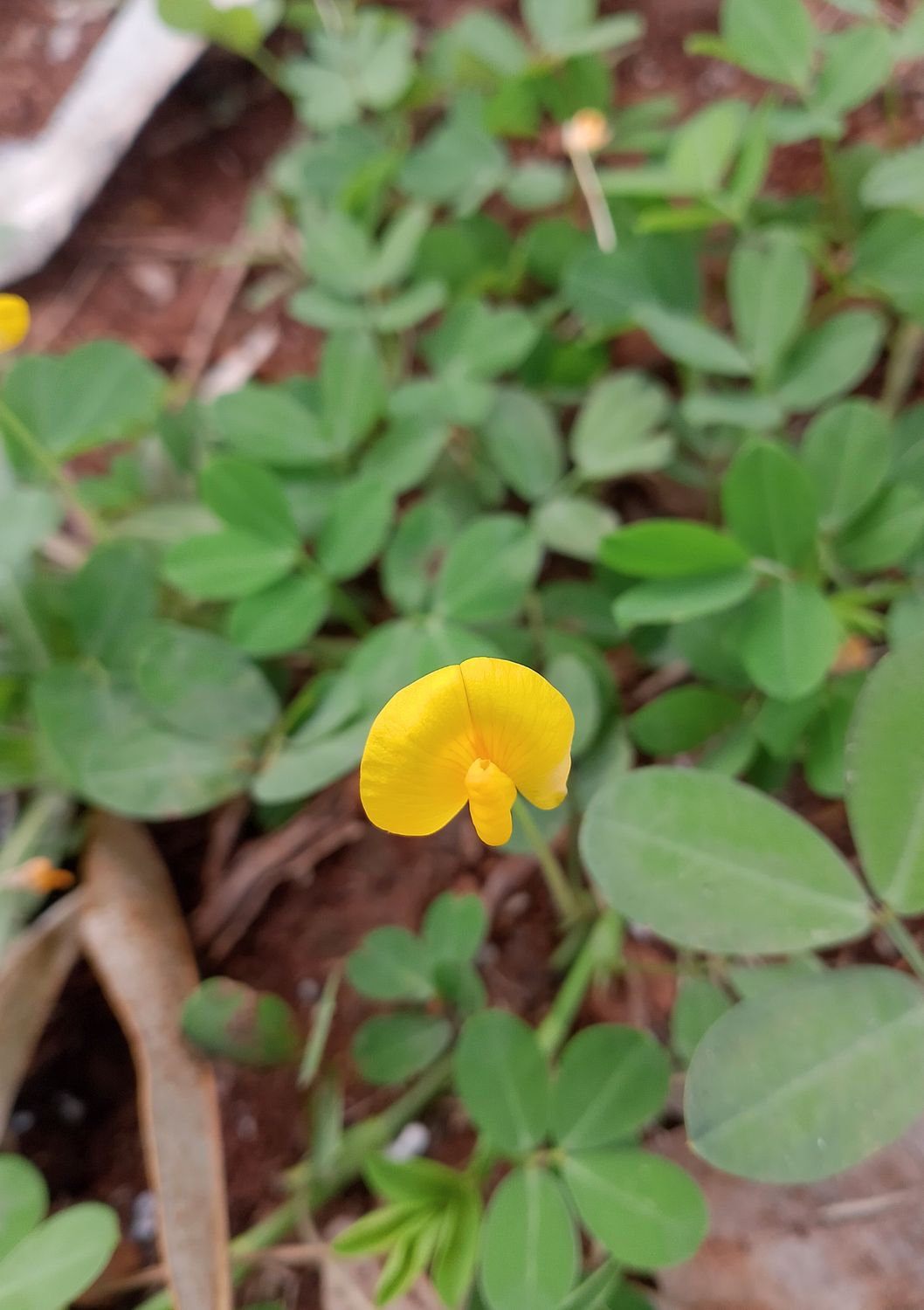Perennial Peanut - Yellow (Arachis glabrata) 1G