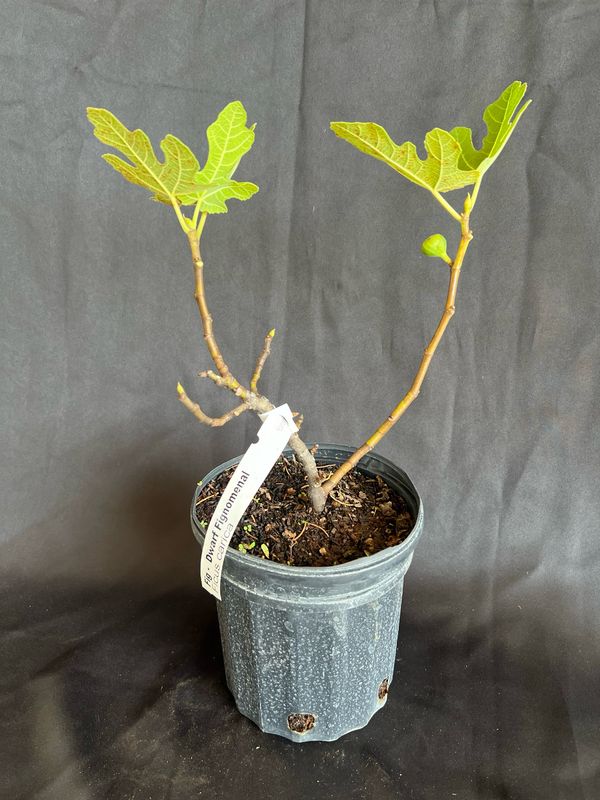 Fig - Fignomenal (Ficus carica) 1G