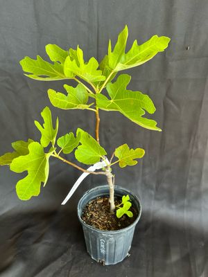 Fig - Celeste (Ficus carica) 1G