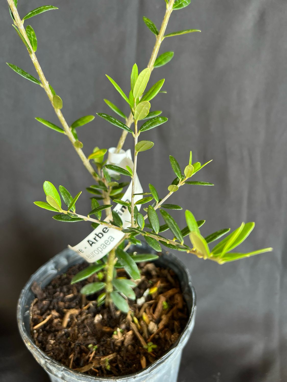 Olive - Arbequina (Olea europaea) 1G