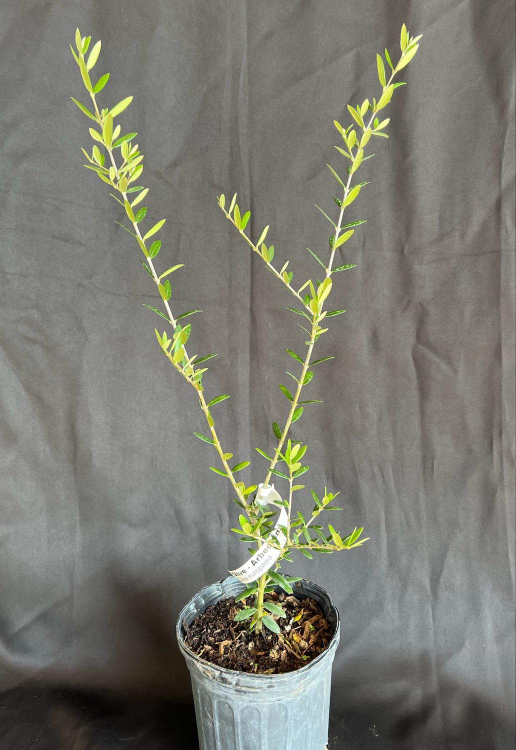 Olive - Arbequina (Olea europaea) 1G