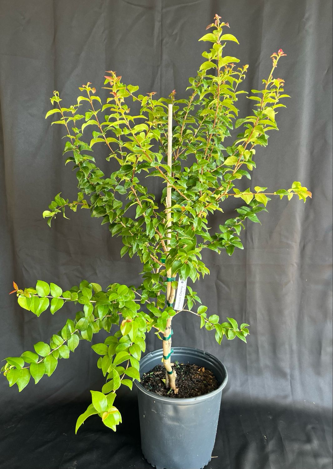 Surinam Cherry - 'Zill's Black'  (Eugenia uniflora Pitanga) 3G
