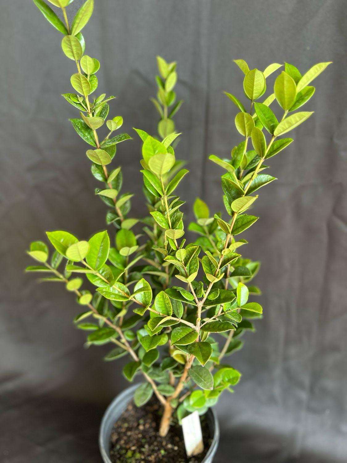 Pitangatuba - Star Cherry Tree (Eugenia neonitida) 1G