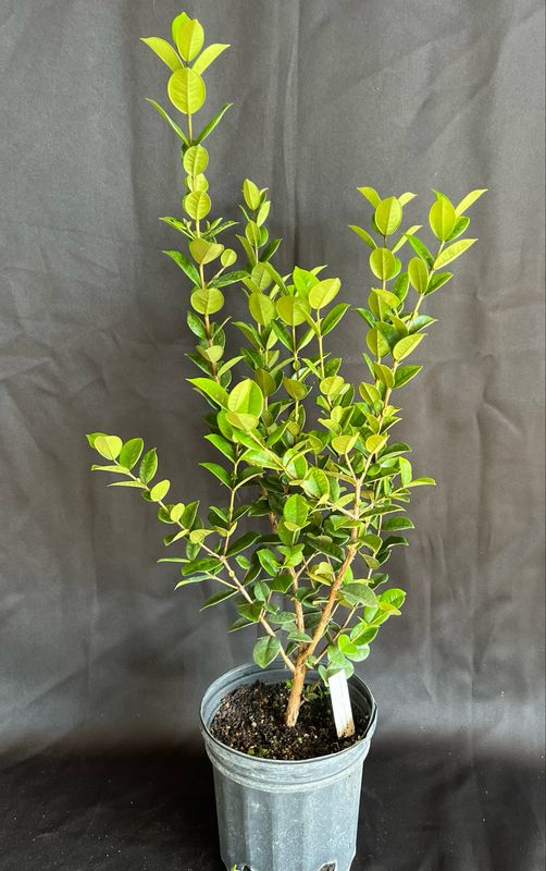 Pitangatuba - Star Cherry Tree (Eugenia neonitida) 1G