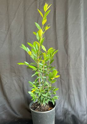 Pitomba (Eugenia luschnathiana) 1G