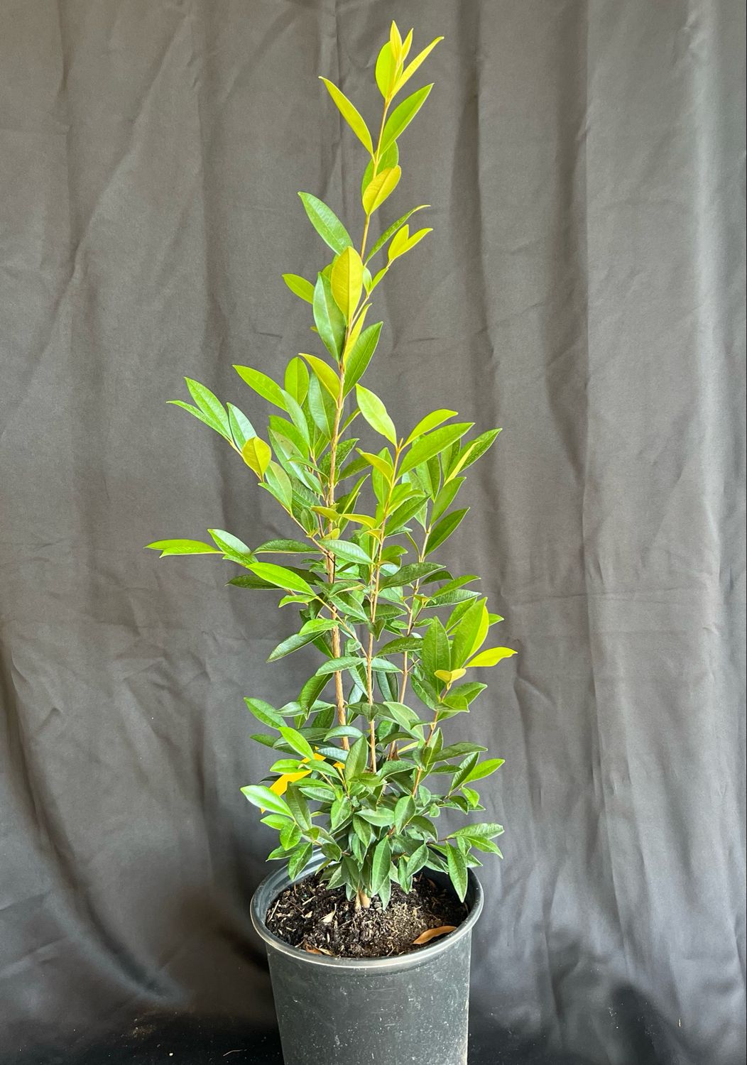 Pitomba (Eugenia luschnathiana) 1G