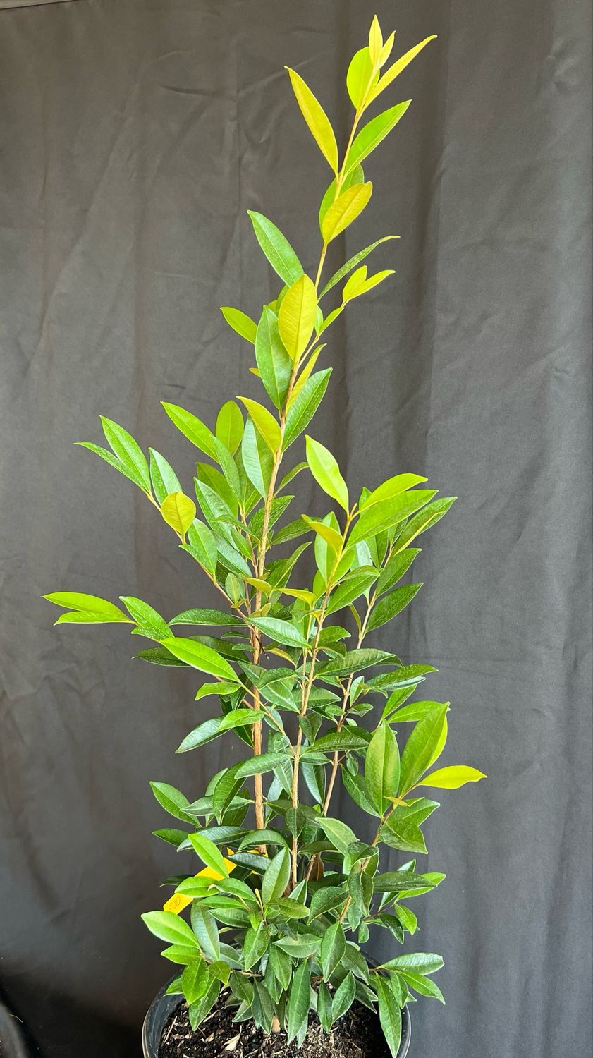 Pitomba (Eugenia luschnathiana) 1G