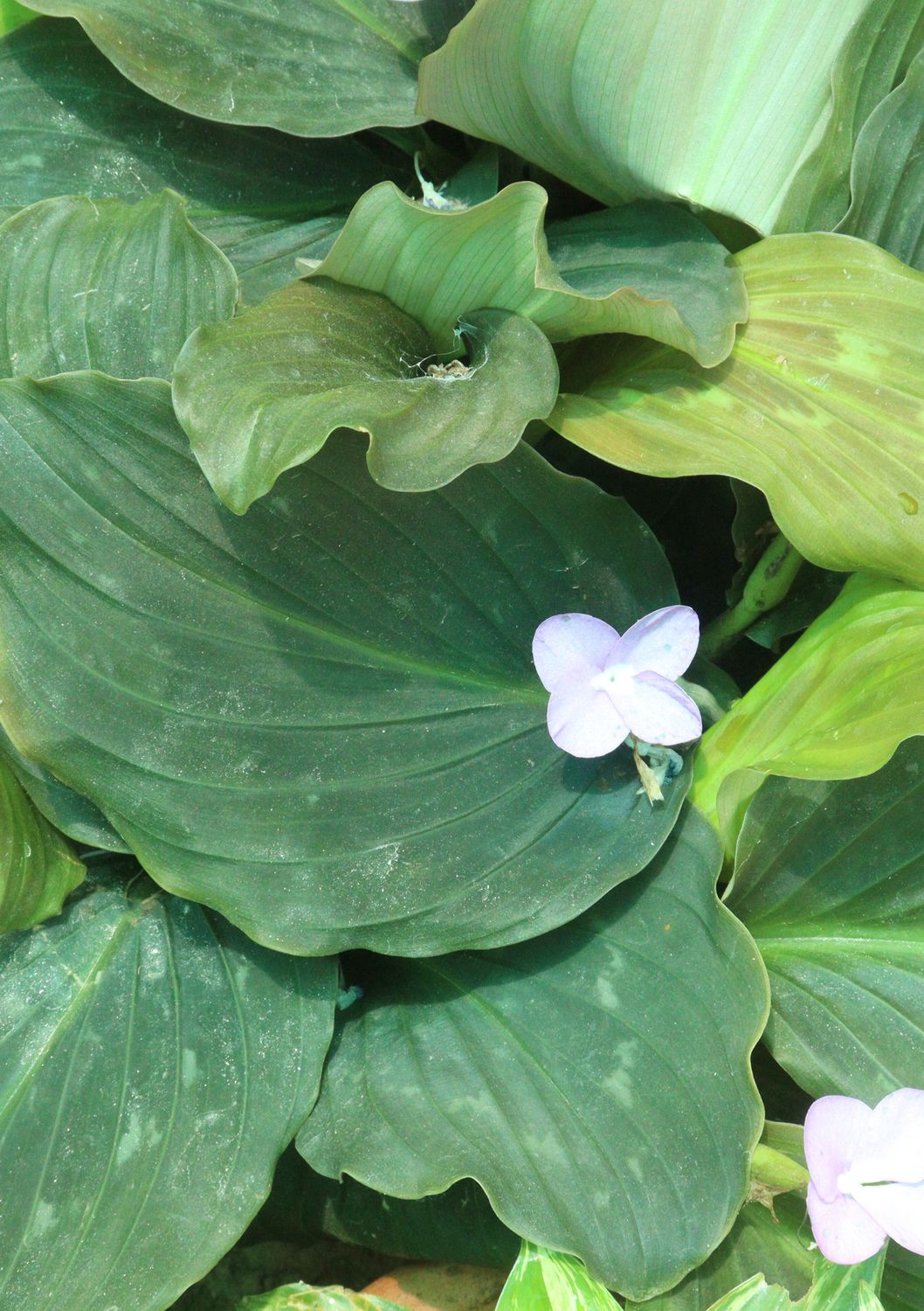 Peacock Ginger (Kaempferia spp.) 4"