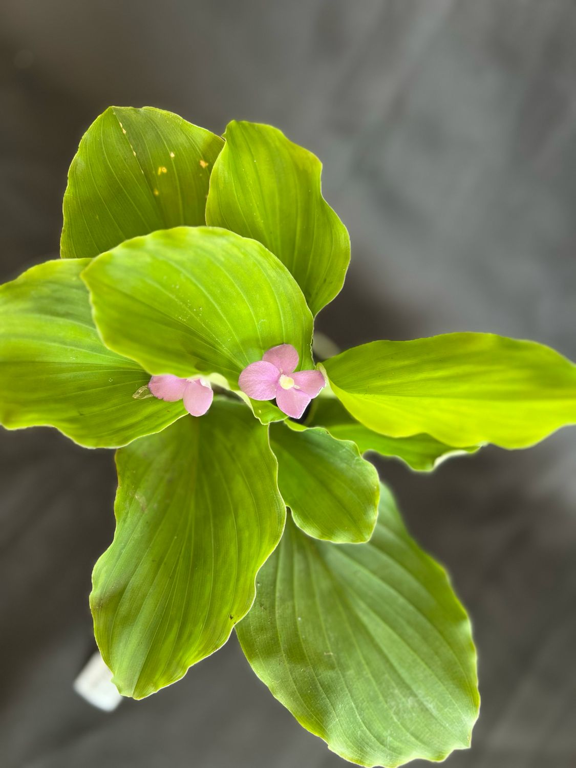 Peacock Ginger (Kaempferia spp.) 4"