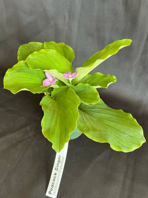 Peacock Ginger (Kaempferia spp.) 4"