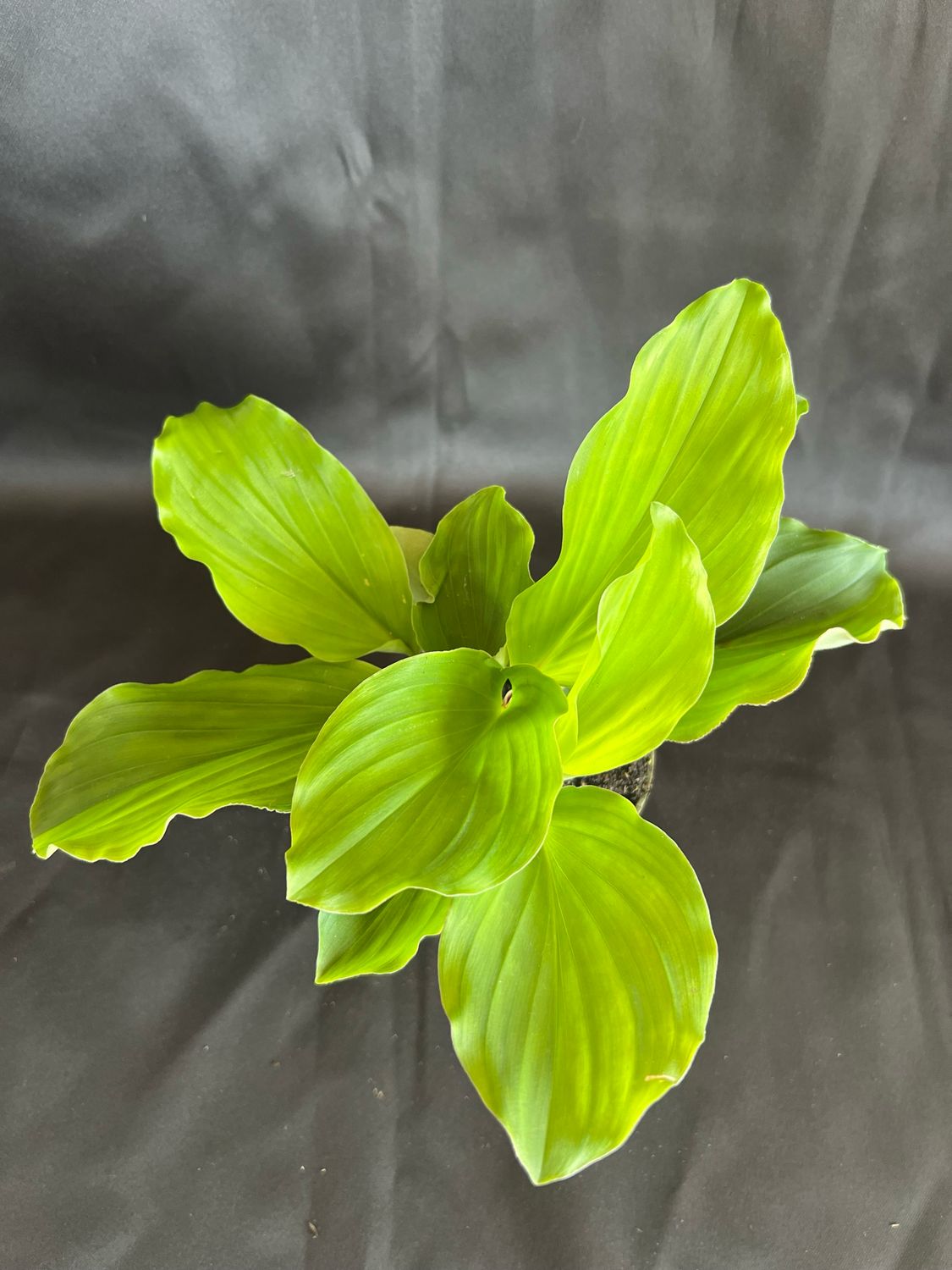 Peacock Ginger (Kaempferia spp.) 4"