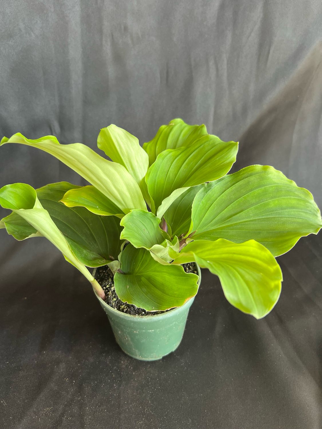 Peacock Ginger (Kaempferia spp.) 4"