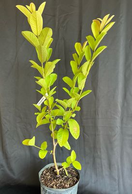 Guava - Ruby supreme 1G