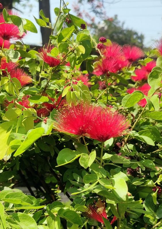 Calliandra: Dwarf Powder Puff (Calliandra emarginata) 1G