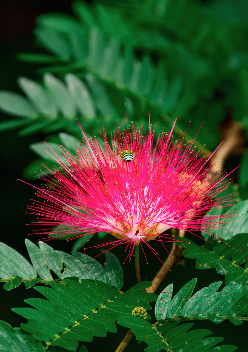 Calliandra: Dwarf Powder Puff (Calliandra emarginata) 1G