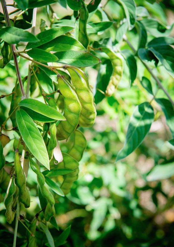 Pigeon Pea - &#39;Otini fifin&#39; (Cajanus cajan) 4&quot;