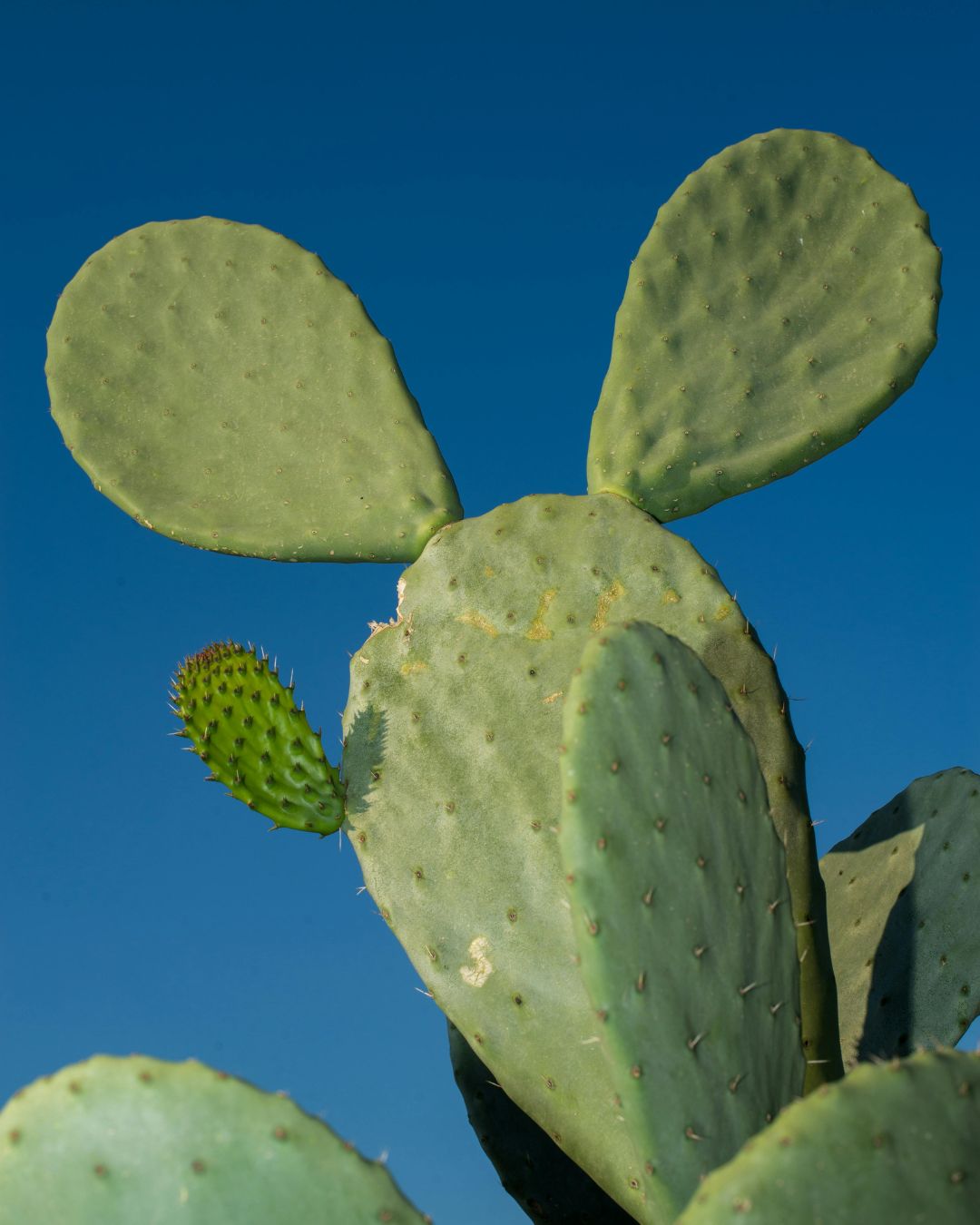 Cactus: Spineless Prickly Pear (Nopales, Opuntia ficus-indica) 4&quot;