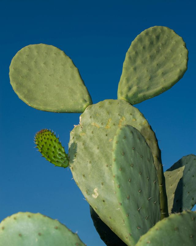 Cactus: Spineless Prickly Pear (Nopales, Opuntia ficus-indica) 4&quot;