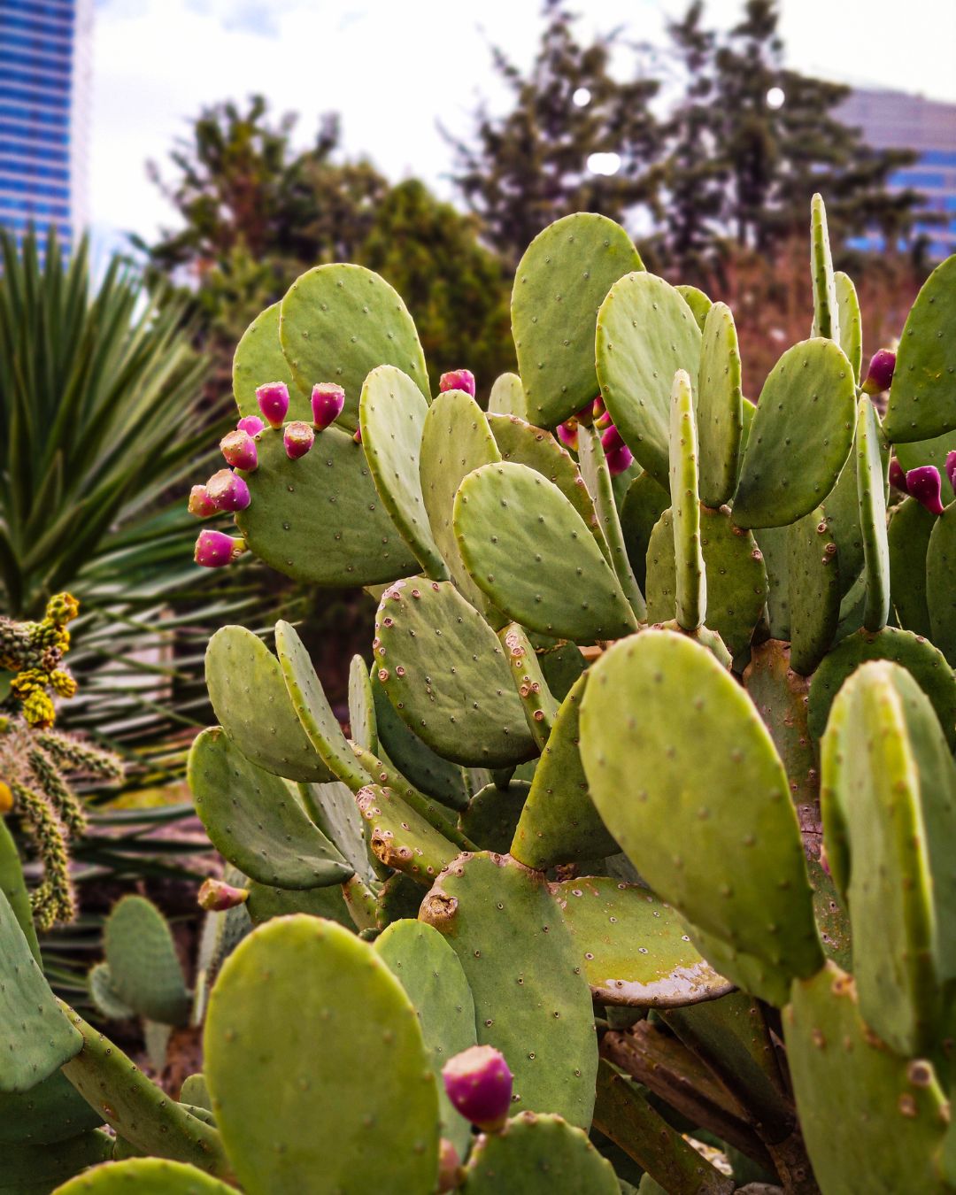 Cactus: Spineless Prickly Pear (Nopales, Opuntia ficus-indica) 4&quot;