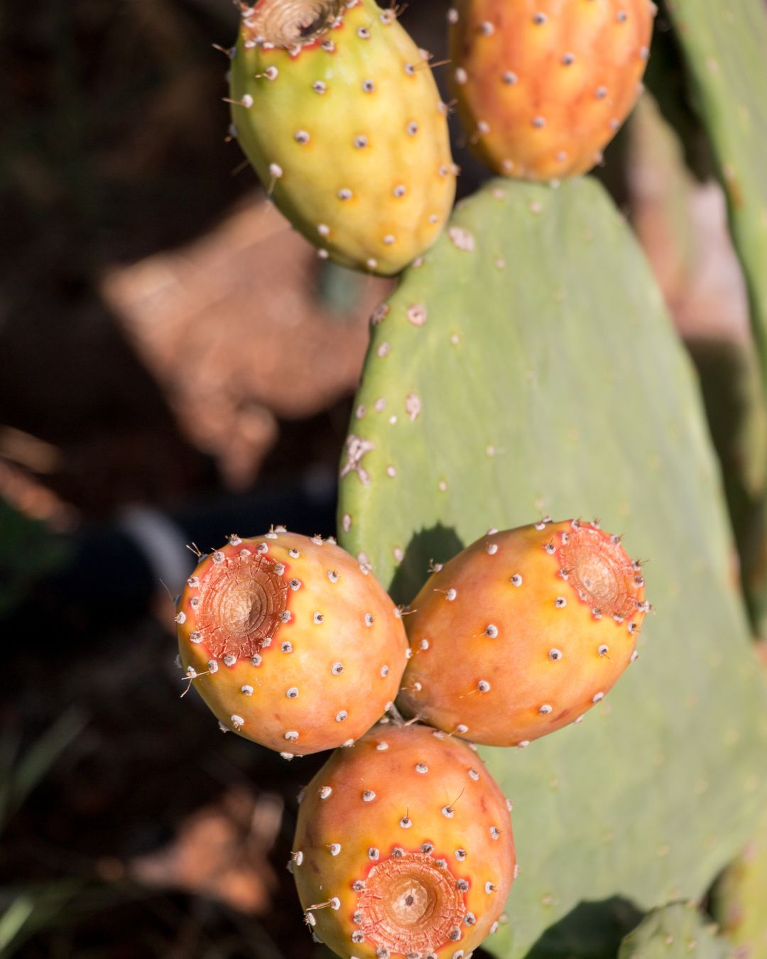 Cactus: Spineless Prickly Pear (Nopales, Opuntia ficus-indica) 4&quot;