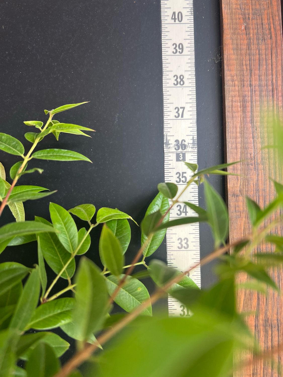 Jaboticaba Tree - Dwarf Costada (Plinia phitanthra) 3G