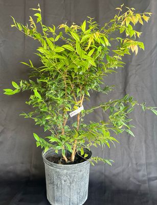 Jaboticaba Tree - Dwarf Costada (Plinia phitanthra) 3G