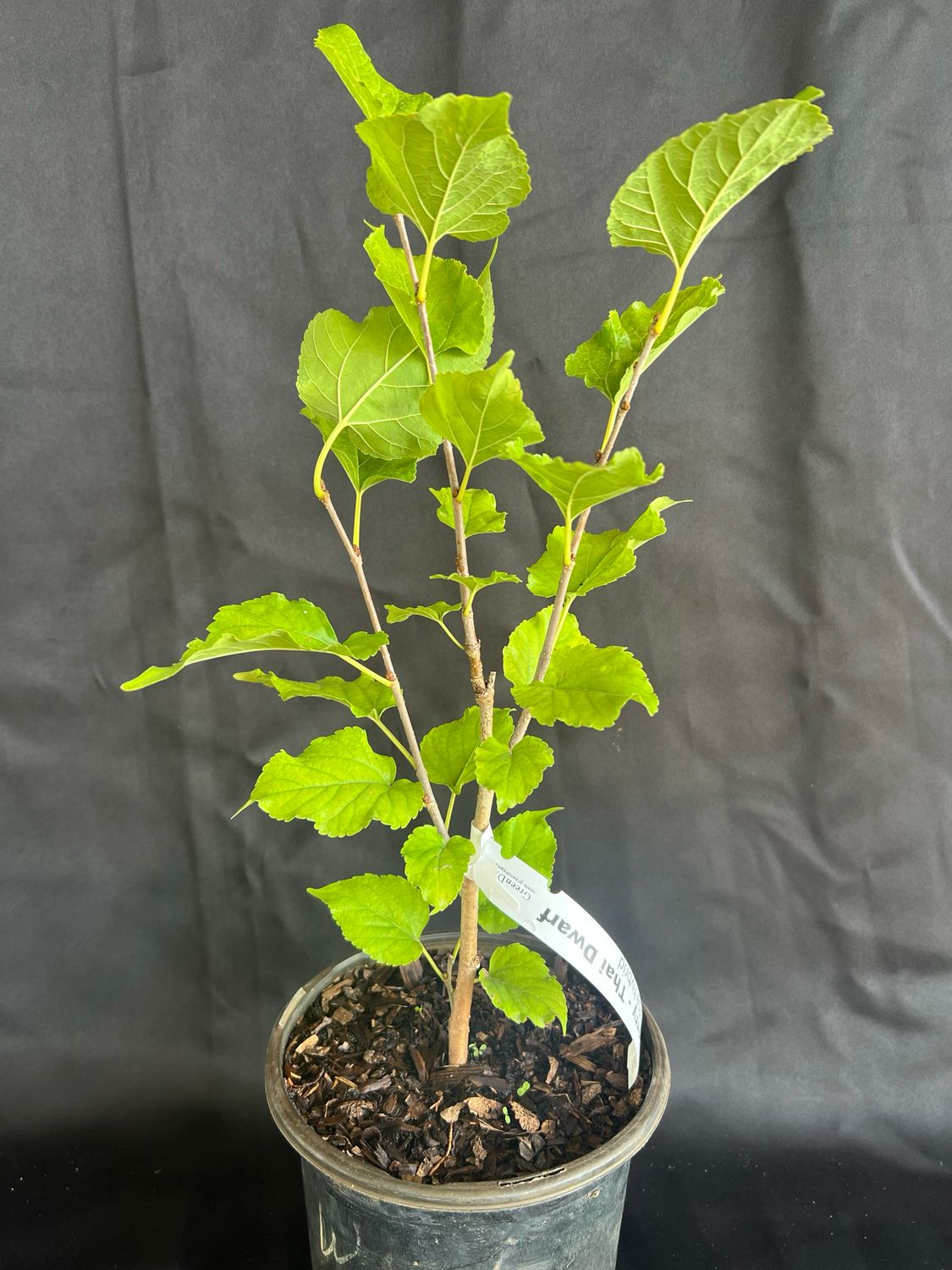 Mulberry - Thai Dwarf (Morus alba hybrid) 1G