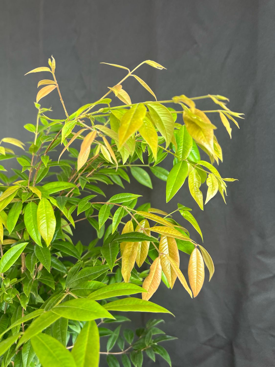 Jaboticaba Tree - Dwarf Costada (Plinia phitanthra) 3G