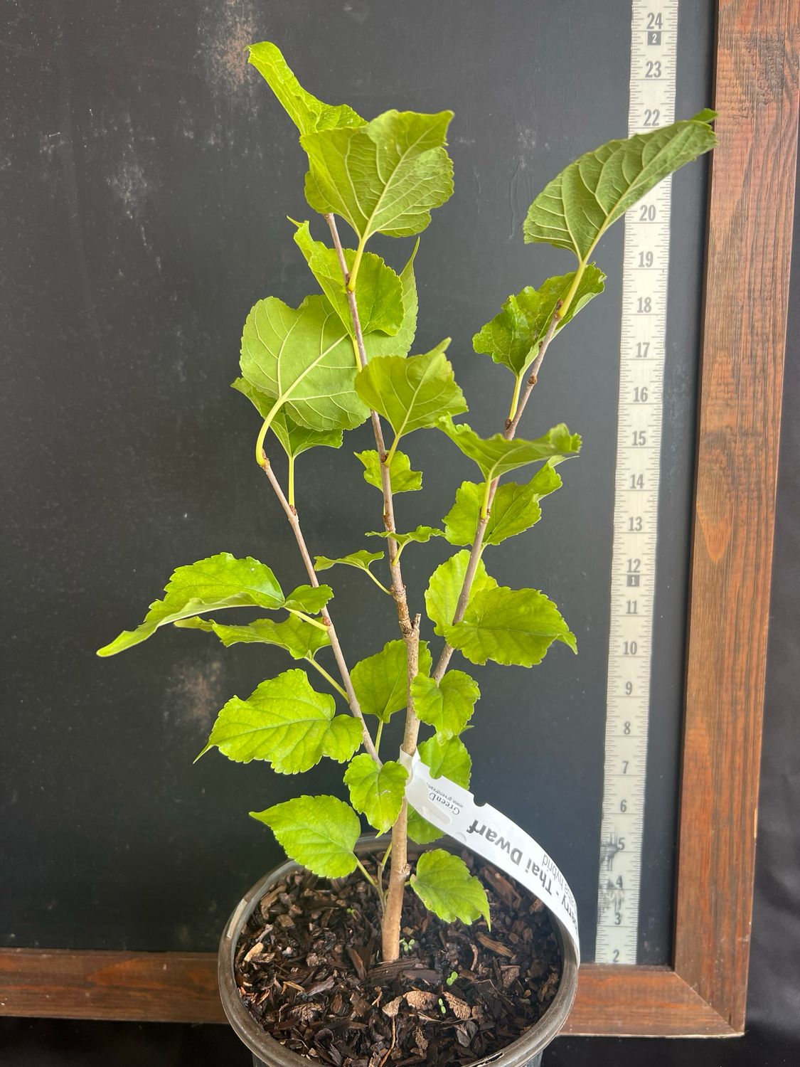Mulberry - Thai Dwarf (Morus alba hybrid) 1G