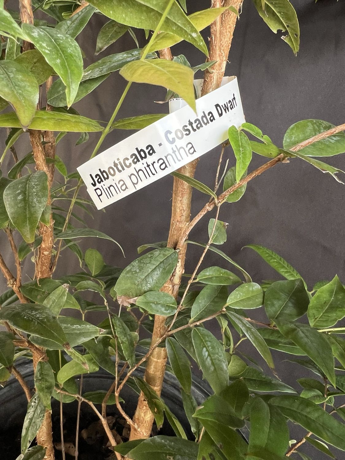 Jaboticaba Tree - Dwarf Costada (Plinia phitanthra) 1G