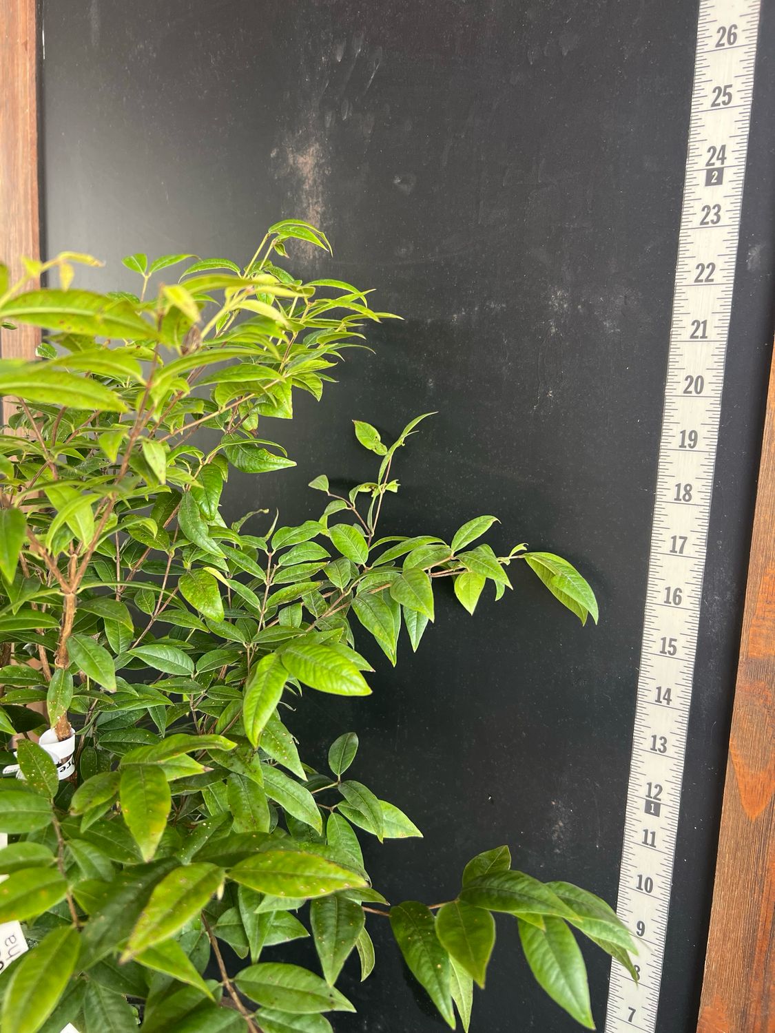 Jaboticaba Tree - Dwarf Costada (Plinia phitanthra) 1G