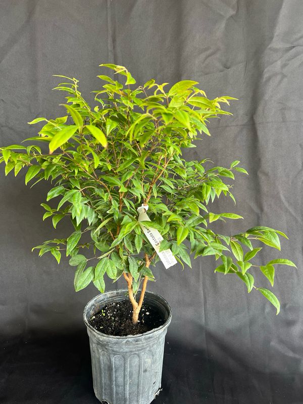 Jaboticaba Tree - Dwarf Costada (Plinia phitanthra) 1G