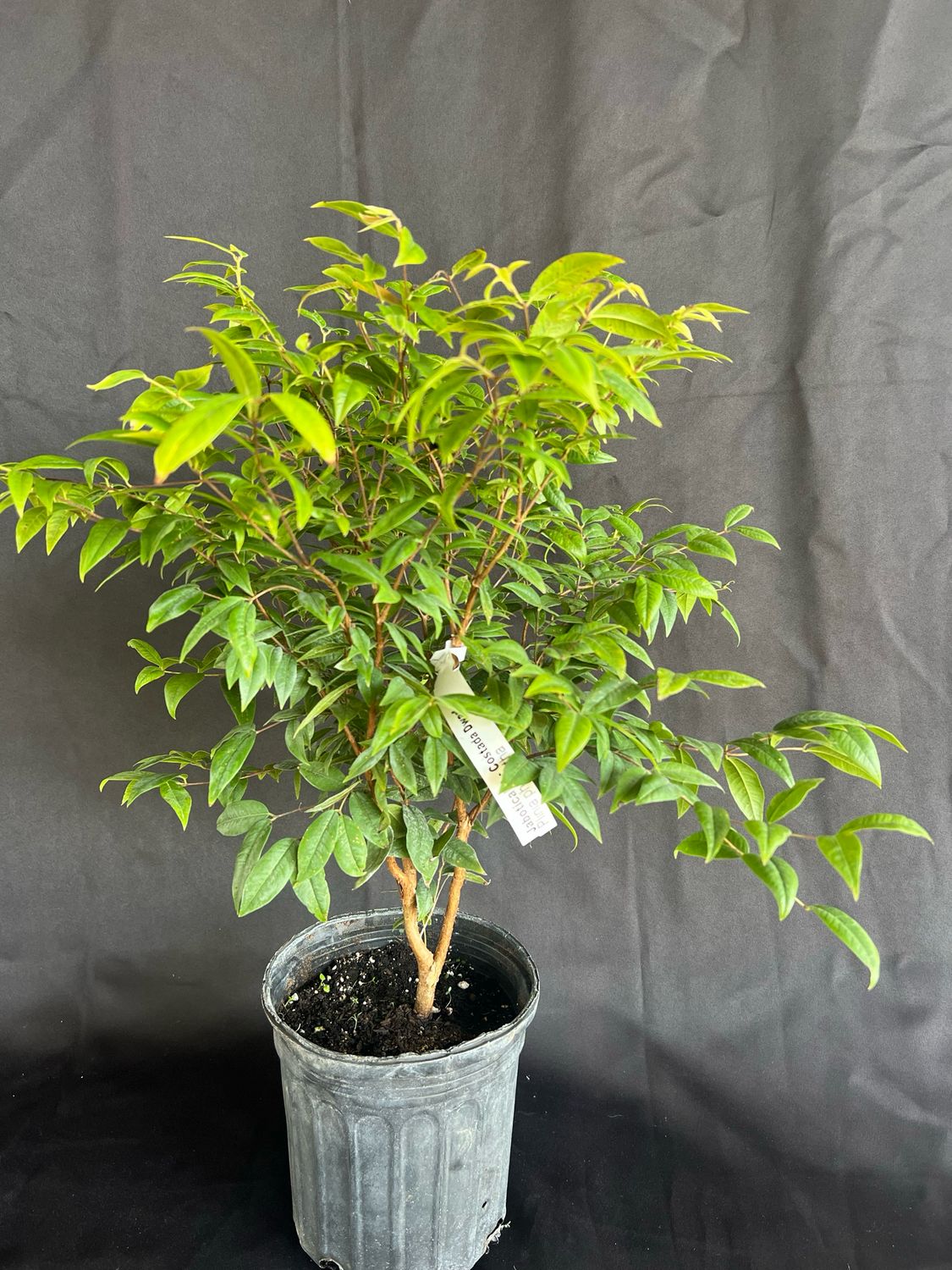 Jaboticaba Tree - Dwarf Costada (Plinia phitanthra) 1G