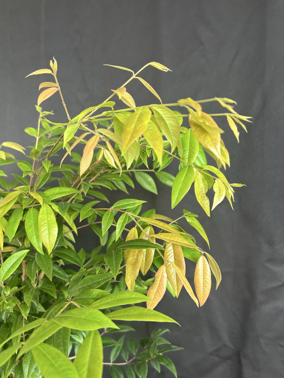 Jaboticaba Tree - Dwarf Costada (Plinia phitanthra) 1G