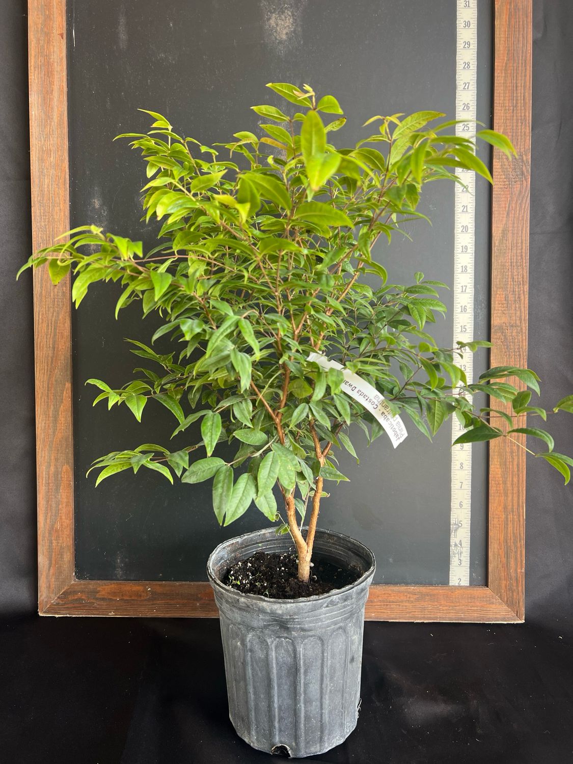 Jaboticaba Tree - Dwarf Costada (Plinia phitanthra) 1G