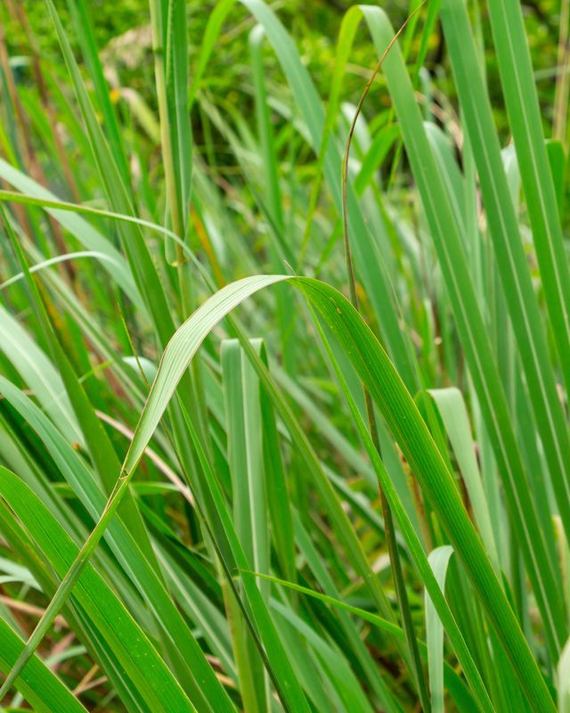 Grass -  Fakahatchee (Tripsacum dactyloides) 1G
