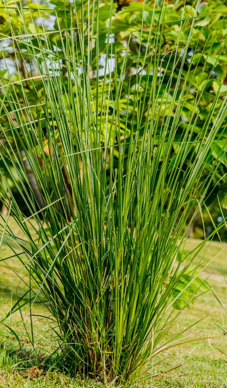 Grass - Vetiver  (Chrysopogon zizanioides) 1Gal