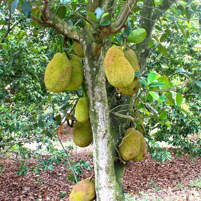 Jackfruit - Cochin (Artocarpus heterophyllus) 1G